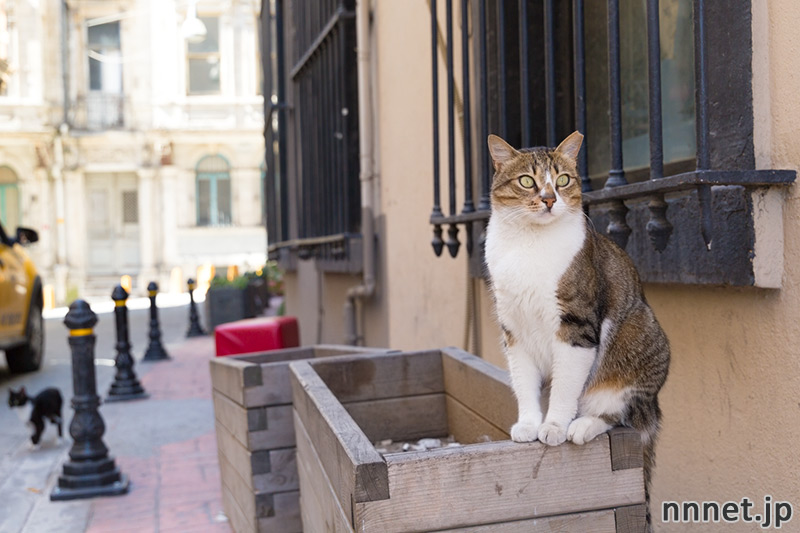 トルコの猫