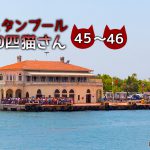 お年寄りなの?病気なの?~【連載】イスタンブールの100匹猫さん 45~46匹目