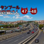 カフェのある通りで出会った、チャトラくんと茶白さん~【連載】イスタンブールの100匹猫さん 47~48匹目