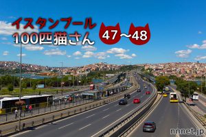 カフェのある通りで出会った、チャトラくんと茶白さん~【連載】イスタンブールの100匹猫さん 47~48匹目