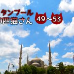 路地裏で仲良く暮らす5匹の猫たち~【連載】イスタンブールの100匹猫さん 49~53匹目