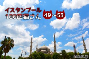 路地裏で仲良く暮らす5匹の猫たち~【連載】イスタンブールの100匹猫さん 49~53匹目