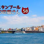 ボスポラス海峡沿いのグレー白猫【連載】イスタンブールの100匹猫さん 58匹目