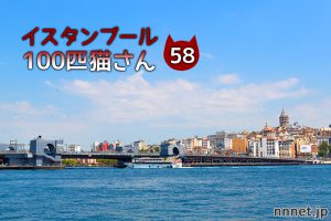 ボスポラス海峡沿いのグレー白猫【連載】イスタンブールの100匹猫さん 58匹目