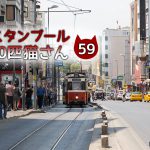 ランチをとっていると足元に猫が・・・【連載】イスタンブールの100匹猫さん 59匹目