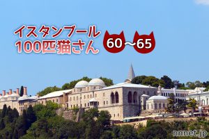 モスクの裏広場で暮らす猫たち【連載】イスタンブールの100匹猫さん 60~65匹目