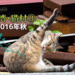 山側の猫たち~【連載】台湾・猫村を旅する③2016年秋~