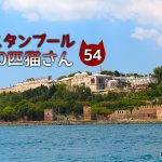 車の上の茶白さん【連載】イスタンブールの100匹猫さん 54匹目