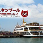 住宅地で暮らすサビ猫さん【連載】イスタンブールの100匹猫さん 66匹目