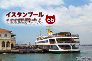 住宅地で暮らすサビ猫さん【連載】イスタンブールの100匹猫さん 66匹目