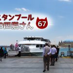 キャラクターみたいな長毛黒白さん【連載】イスタンブールの100匹猫さん 67匹目