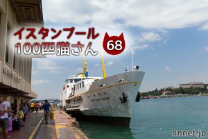 ここは水のバー?【連載】イスタンブールの100匹猫さん 68匹目