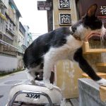 台北の人気猫カフェ「極簡咖啡」をご紹介(画像たくさん)
