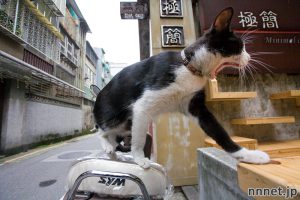 台北の人気猫カフェ「極簡咖啡」をご紹介(画像たくさん)
