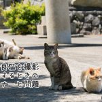 野良猫を撮影するときのマナーと問題