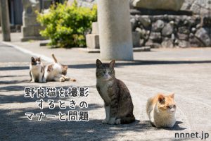 野良猫を撮影するときのマナーと問題