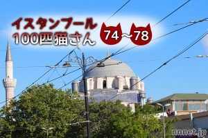 5匹のやんちゃな子猫とお母さん【連載】イスタンブールの100匹猫さん 74~78匹目