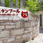 墓地にいたキジ白さん【連載】イスタンブールの100匹猫さん 79匹目