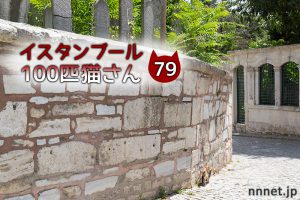墓地にいたキジ白さん【連載】イスタンブールの100匹猫さん 79匹目