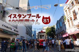 女子高生と遊ぶ黒白さん【連載】イスタンブールの100匹猫さん 81匹目