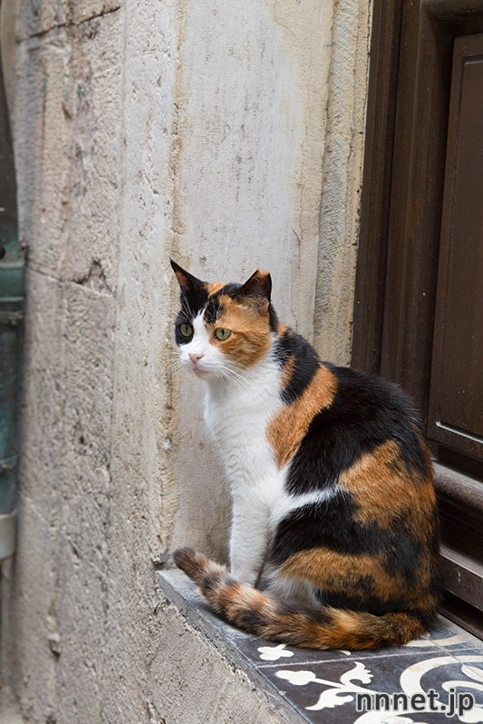 ベスト三毛猫 壁紙 最高の花の画像