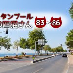 ボスポラス海峡沿いにいた保護色な猫たち【連載】イスタンブールの100匹猫さん 83~86匹目