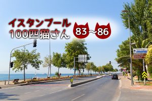 ボスポラス海峡沿いにいた保護色な猫たち【連載】イスタンブールの100匹猫さん 83~86匹目