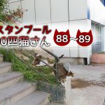 誰かを待っている夜の猫たち【連載】イスタンブールの100匹猫さん 88~89匹目