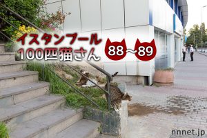 誰かを待っている夜の猫たち【連載】イスタンブールの100匹猫さん 88~89匹目
