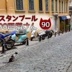 食べることに集中していたキジトラさん【連載】イスタンブールの100匹猫さん 90匹目