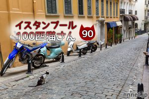 食べることに集中していたキジトラさん【連載】イスタンブールの100匹猫さん 90匹目