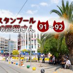お店の前にいたキジトラ&茶白さん【連載】イスタンブールの100匹猫さん 91~92匹目