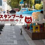 カフェで集まり、固まる猫たち・・・【連載】イスタンブールの100匹猫さん 95匹目