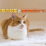【愛猫を守る】災害時の対策と猫の防災グッズ①