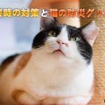 【愛猫を守る】災害時の対策と猫の防災グッズ②