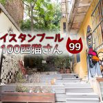 フレンドリーな黒白猫さん【連載】イスタンブールの100匹猫さん 99匹目