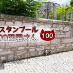 美しすぎる猫とモスク【連載】イスタンブールの100匹猫さん 100匹目