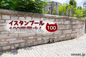 美しすぎる猫とモスク【連載】イスタンブールの100匹猫さん 100匹目