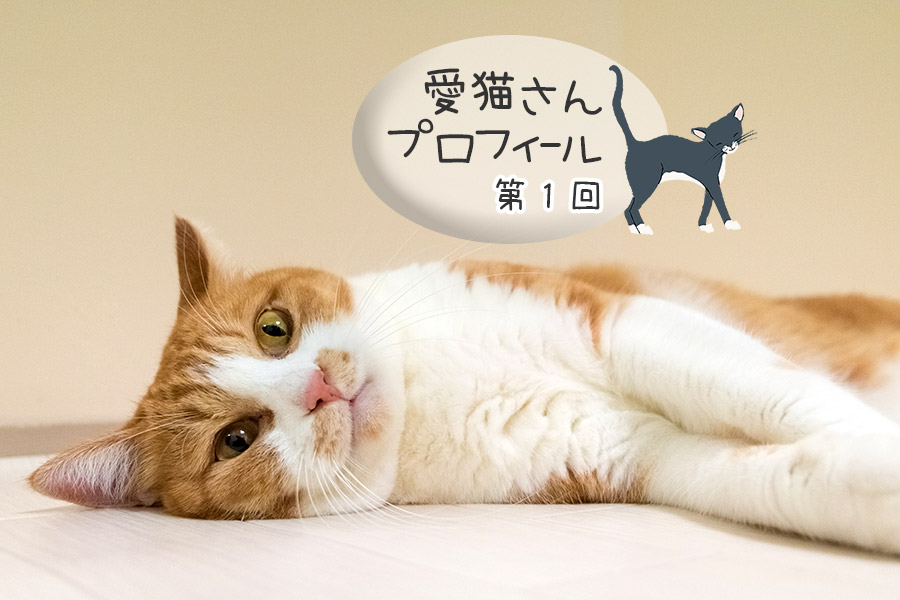 ねこちゃちゃちゃ | www.fleettracktz.com