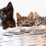 猫の寿命はどのくらい?飼い猫と野良猫の違いは?