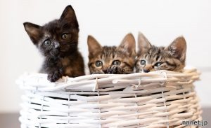 猫の寿命はどのくらい？飼い猫と野良猫の違いは？