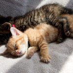 猫も熱中症に気をつけましょう!暑さから猫を守る危険対策