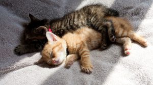 猫も熱中症に気をつけましょう！暑さから猫を守る危険対策