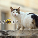 外国の言葉で「猫」って何て言うの?