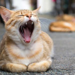 猫の口臭・よだれが気になったら、歯のチェックをしましょう!