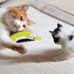 猫をもらう・保護猫の里親になるには?5つの方法をご紹介。