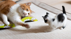 猫をもらう･保護猫の里親になるには？５つの方法をご紹介。