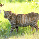 人間も猫も注意!マダニと、SFTSウィルス(重症熱性血小板減少症候群)とは?