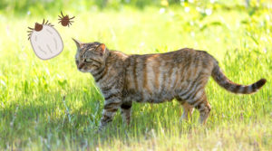 人間も猫も注意！マダニと、SFTSウィルス(重症熱性血小板減少症候群)とは？