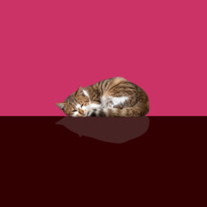 猫の無料壁紙１